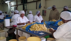 FAO promotes contract farming in Fiji